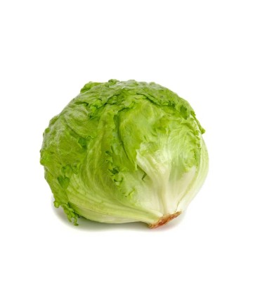 Lechuga Repollada